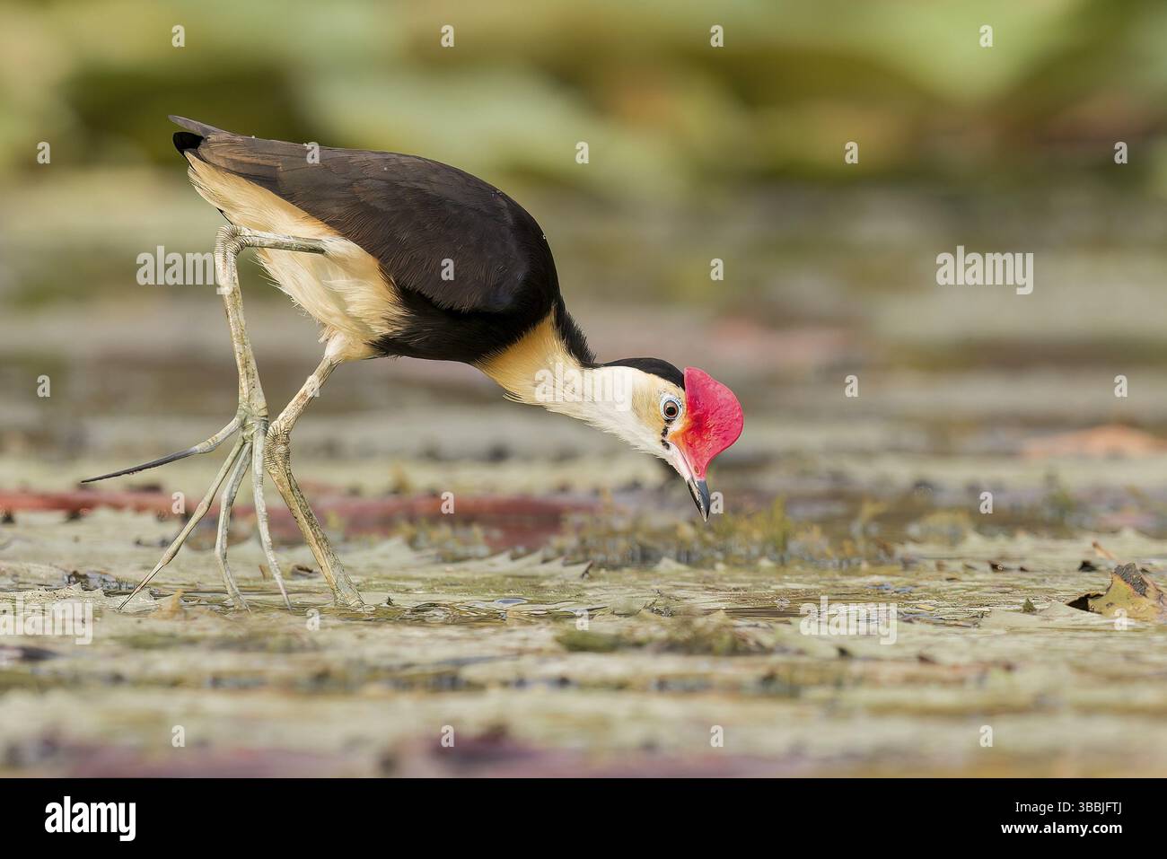 Comb-crested Jacana (Irediparra gallinacea) in a wetland area in Papua ...