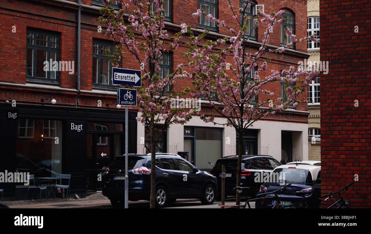 Copenhagen, Denmark - April 21, 2025: Cherry blossom trees in full ...