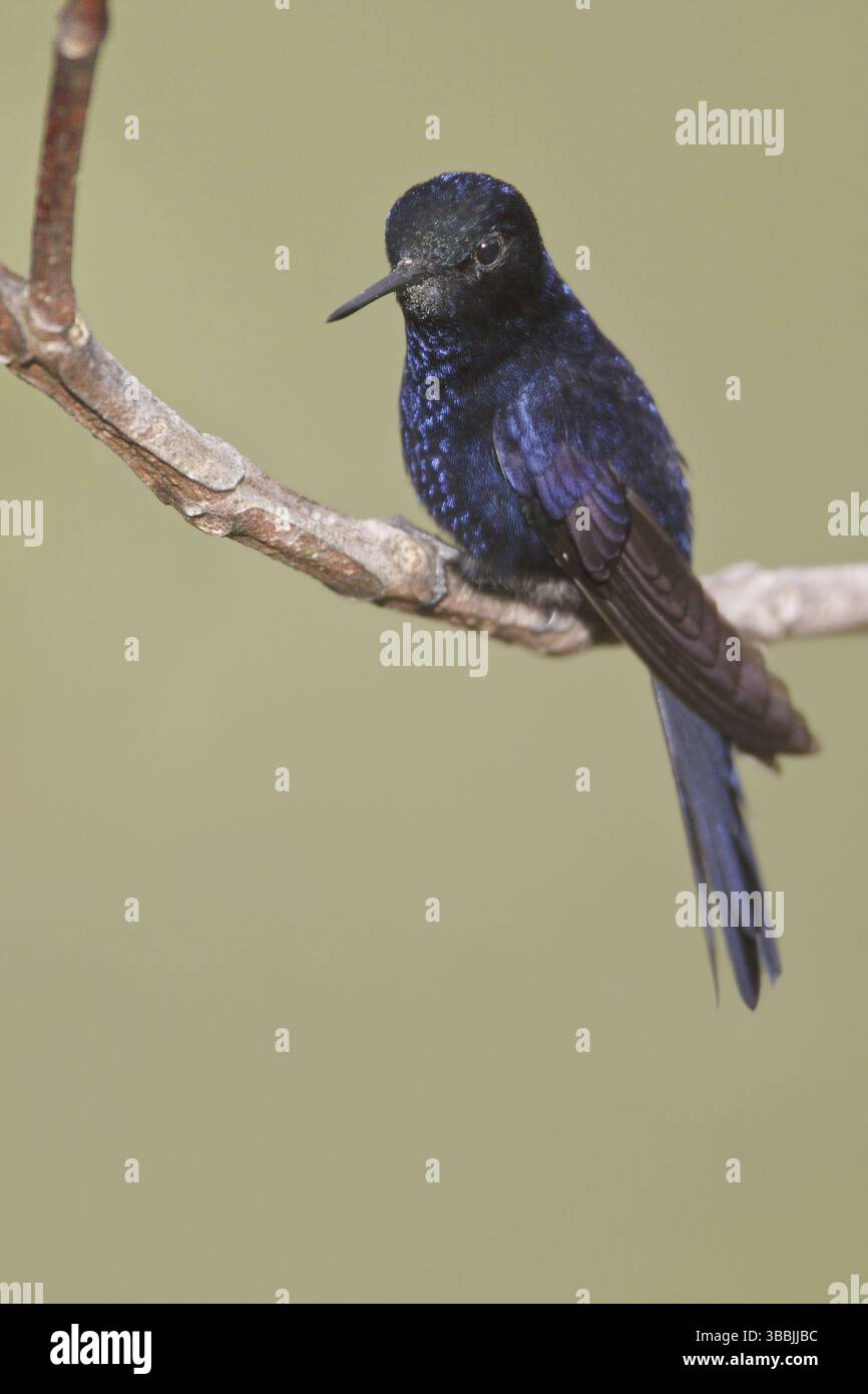 Royal Sunangel (Heliangelus regalis), Abra Patricia Protected Area, Peru, South America Stock Photo
