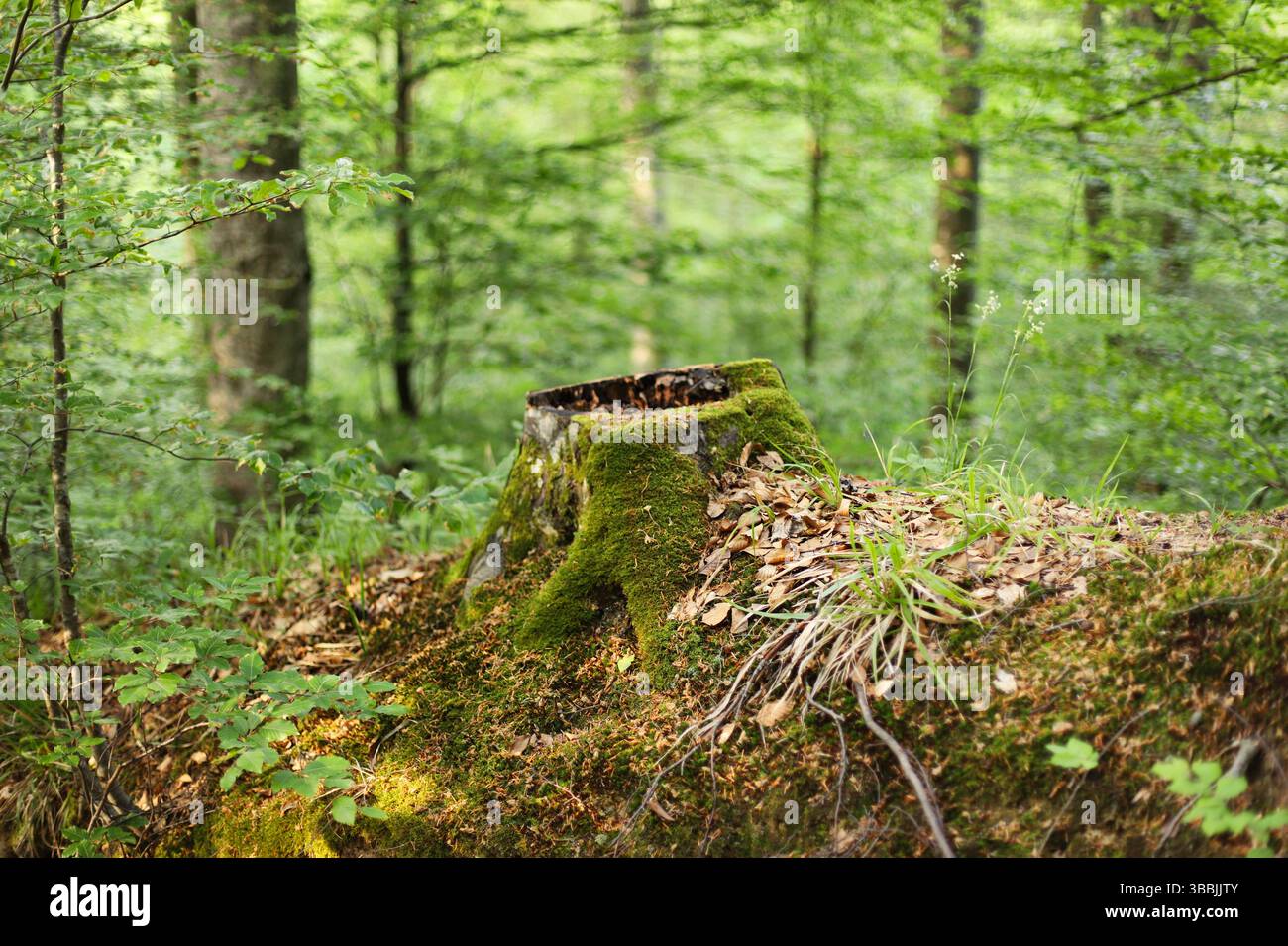 Moss on the tree stump Stock Photo