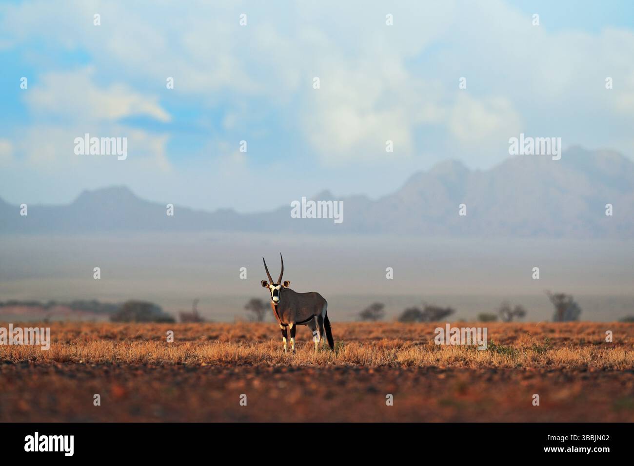 Oryx gazella beautiful iconic gemsbok antelope from Namib desert ...