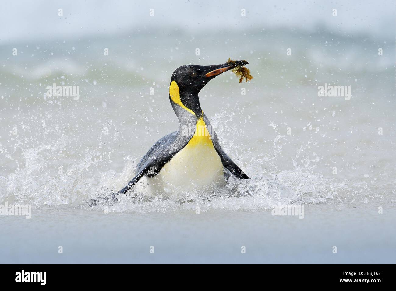 Penguin in the water. Funny bird image from wild nature. Wildlife scene ...