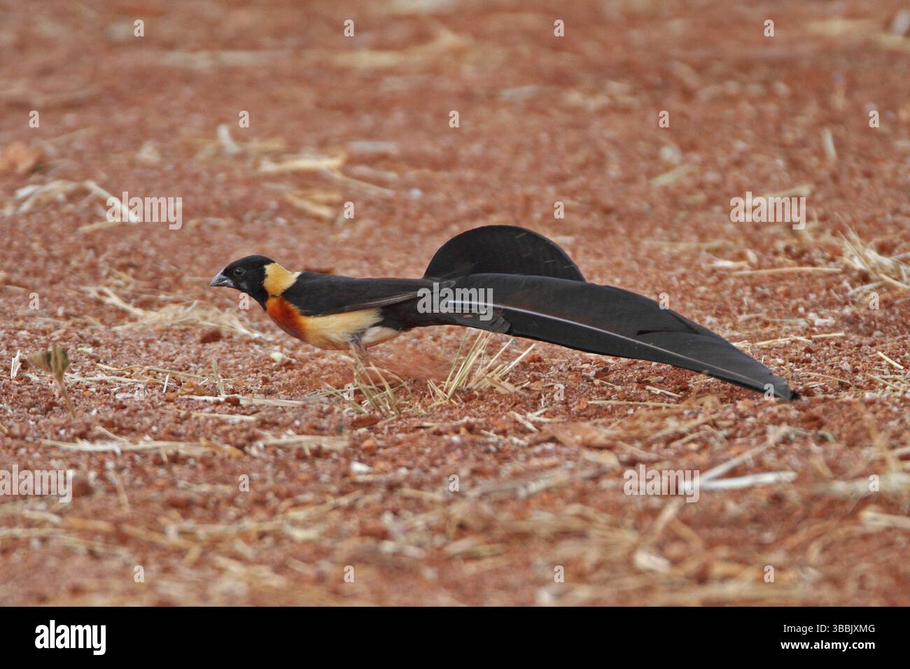 Paradise whydah birds hi-res stock photography and images - Alamy