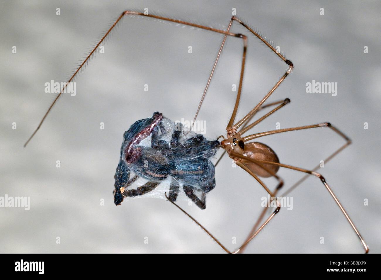 A Cellar Spider (Pholcus phalangioides) feeds on what appears to be a wolf spider it captured in a household basement. Cellar spiders are members of t Stock Photo