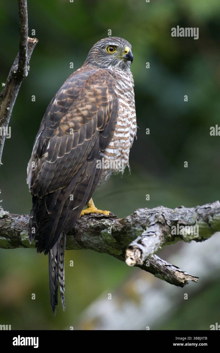 Variable Goshawk (Accipiter hiogaster), Christmas Island, Australia ...