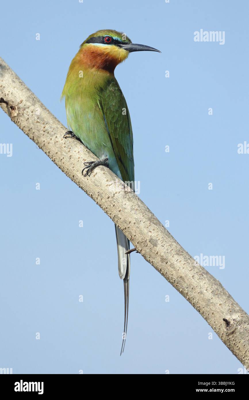 Blue-tailed Bee-eater (Merops philippinus), Penang, Malaysia, Asia ...