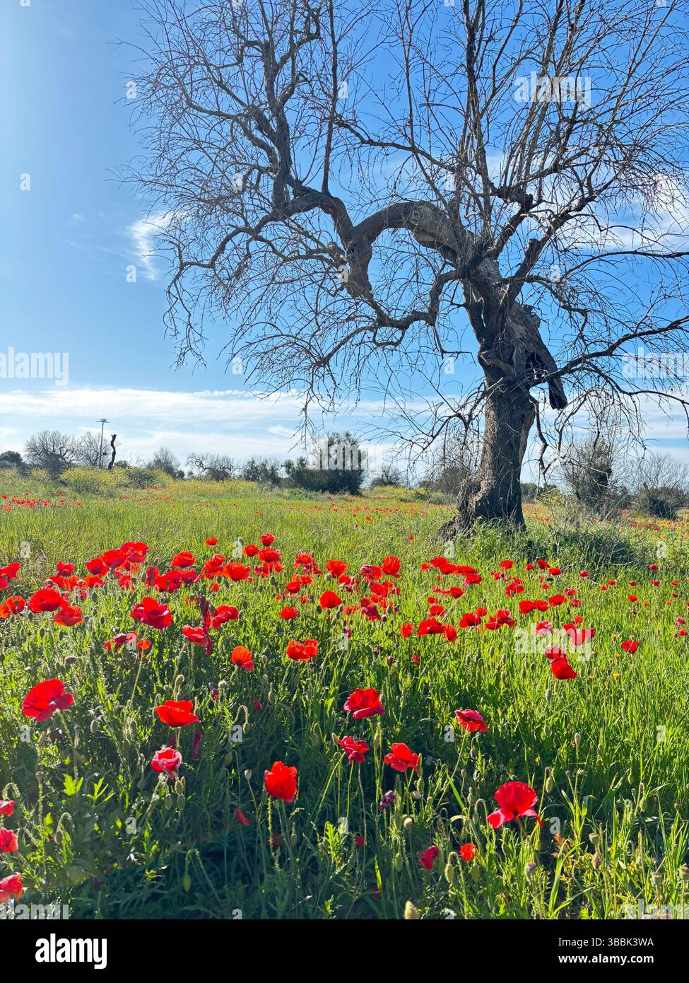 The Sky and Sun - Smartphone Captured Stock Image