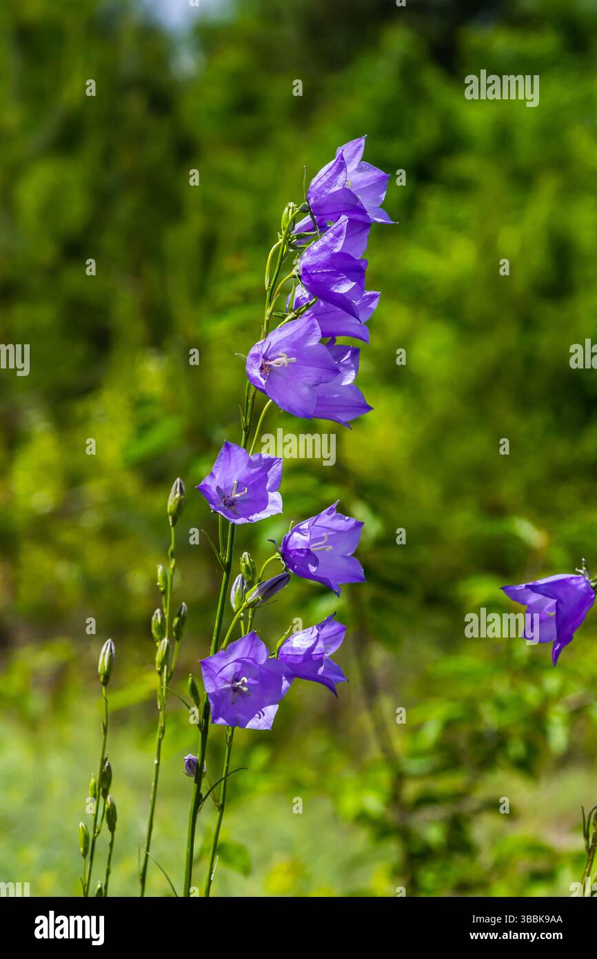 Photo of Campanula latifolia flower, broad-leaved bellflower, urple ...