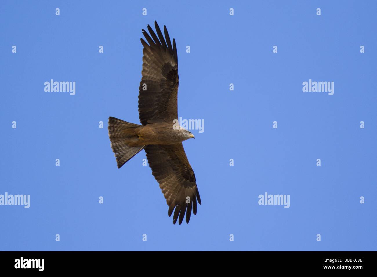 Black Kite (Milvus migrans) flying, Spain, Europe Stock Photo
