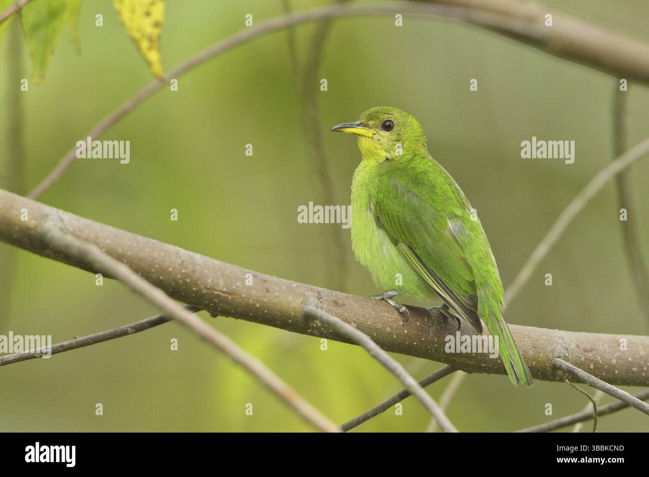 Green Honeycreeper Chlorophanes Spiza Female Trinidad And Tobago green-honeycreeper-chlorophanes-spiza-female-trinidad-and-tobago