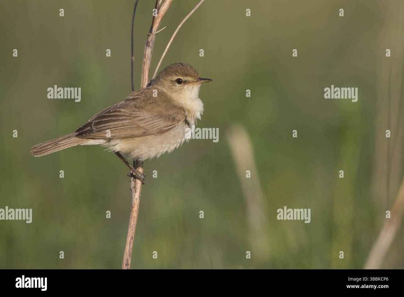 Booted Warbler - Buschspoetter - Iduna caligata, Russia (Ural Stock ...