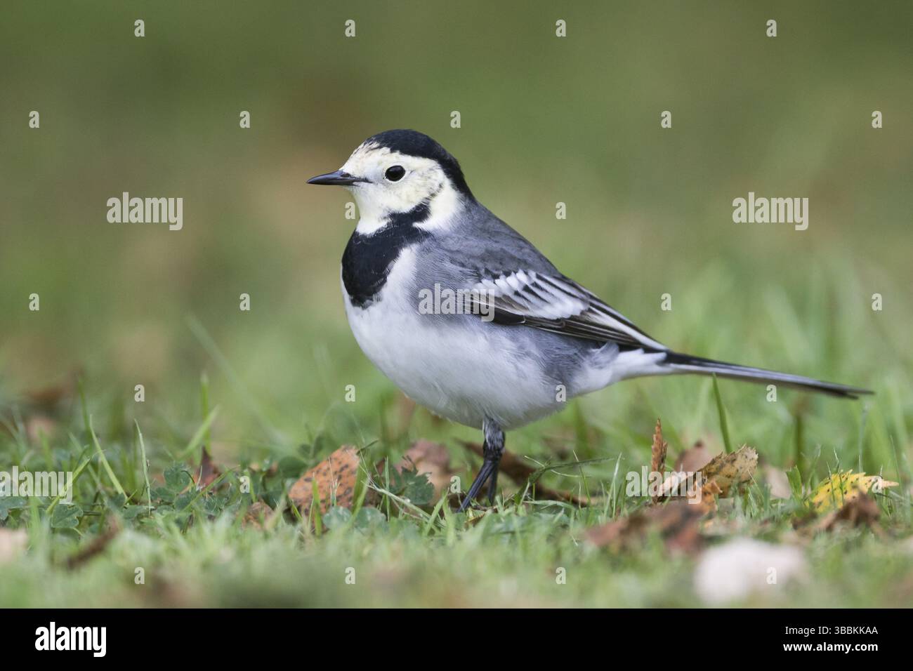 White Wagtail Bachstelze Motacilla Alba Ssp Alba Great Britain white-wagtail-bachstelze-motacilla-alba-ssp-alba-great-britain