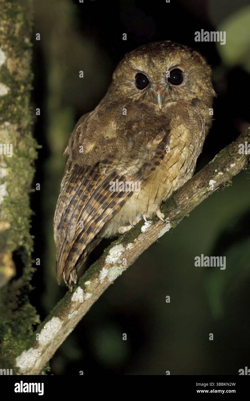 Cinnamon Screech Owl (Megascops petersoni), Abra Patricia Protected Area, Peru, South America Stock Photo