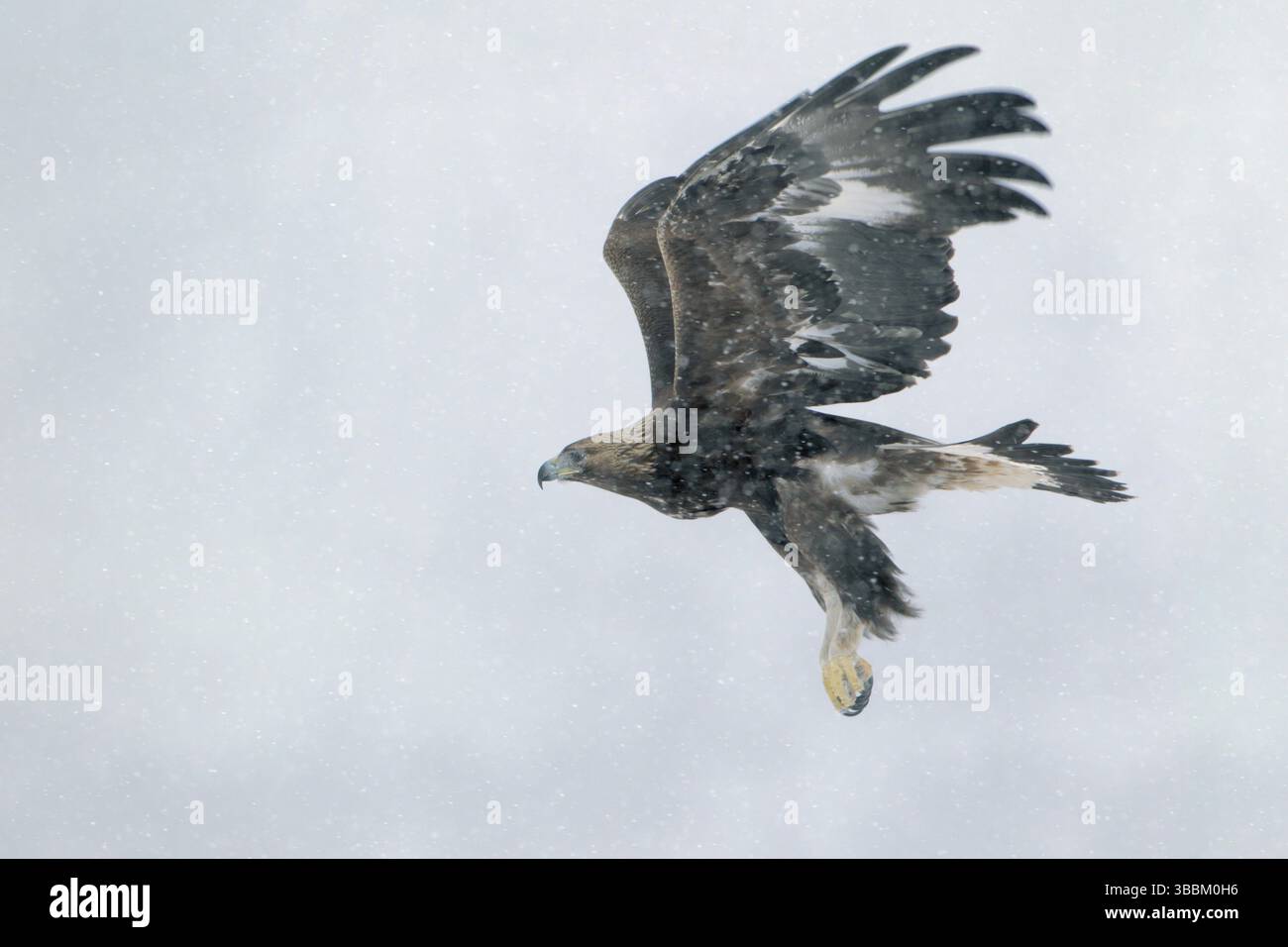 Steinadler; lat. Aquila chrysaetos; Jungvogel im ersten Lebensjahr fliegt bei Schneefall auf; Seitenansicht mit Schwingen hoch gestellt; Balkangebirge Stock Photo