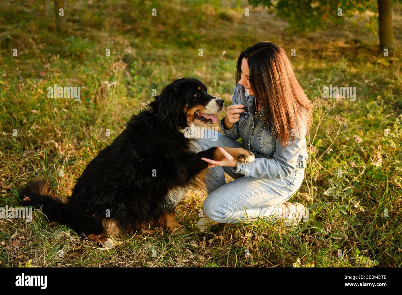 Woman sits down on grass next to large friendly Bernese Mountain Dog, training it, giving command give paw and for this treats pet with treat. Concept of walking with pet, dog training Stock Photo