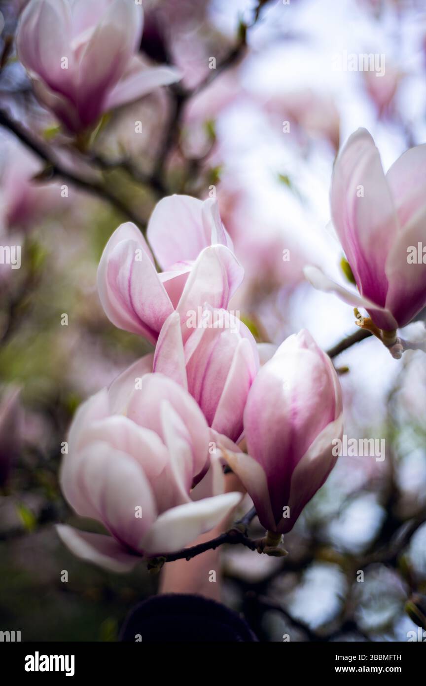 Pink Magnolia Tree with Blooming Flowers during Springtime Stock Photo ...