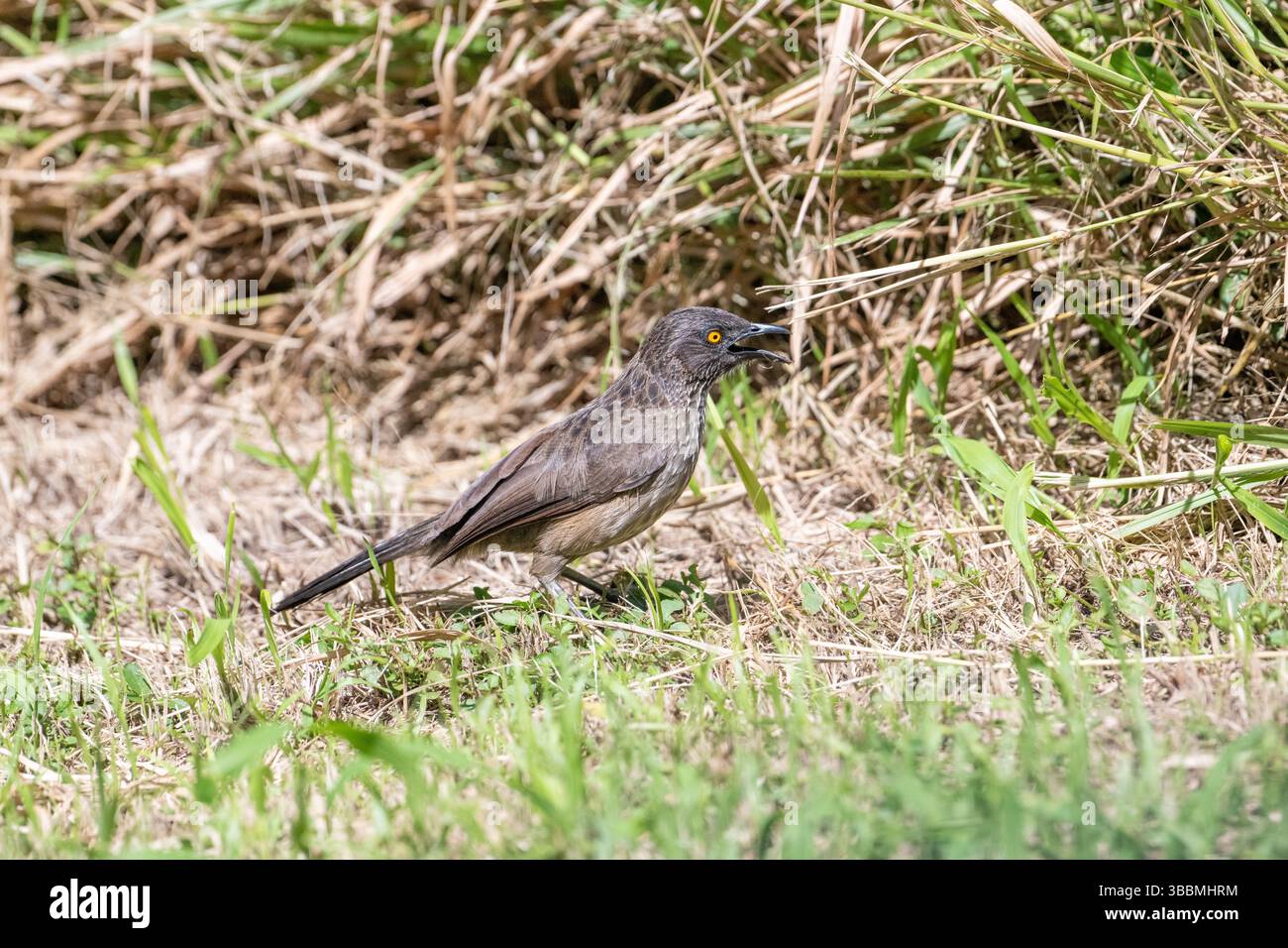 Arrow-marked babbler (Turdoides jardineii) foraging on the ground Stock Photo