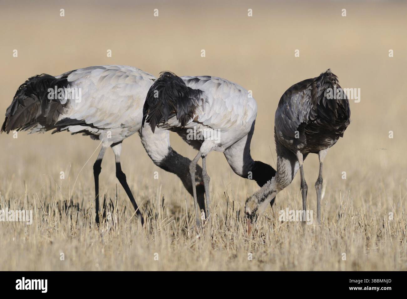 Black-necked Crane (Grus nigricollis) juvenile, Tibet, China, Asia ...