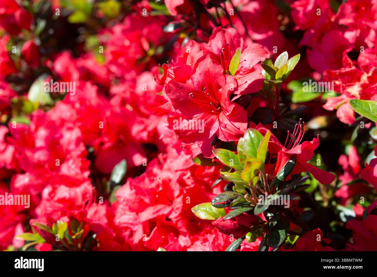 Red Azalea Japonica in Bloom Stock Photo - Alamy