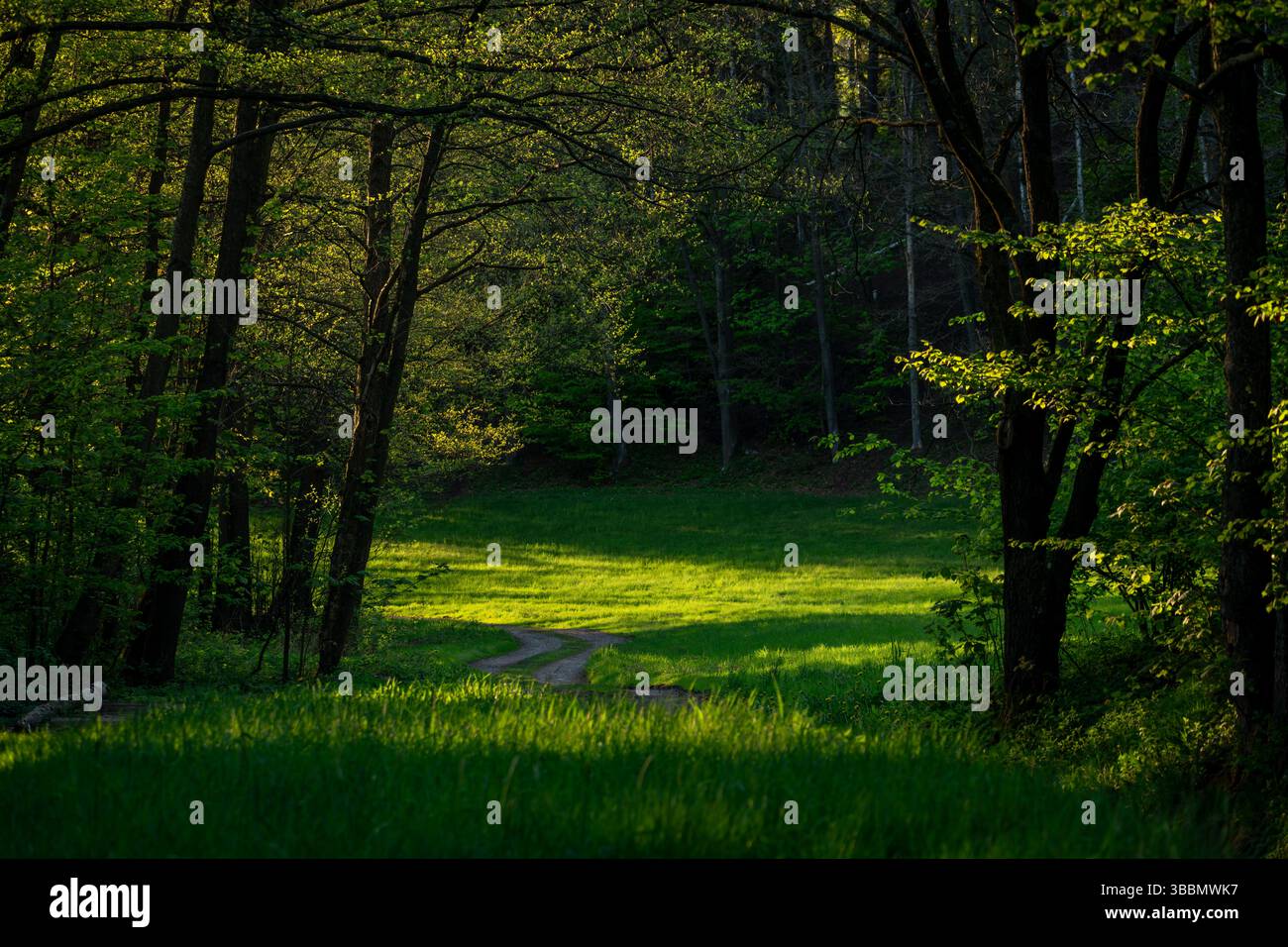 Color spring view in Orlicke mountains with green fresh forests and meadows in sunny evening Stock Photo