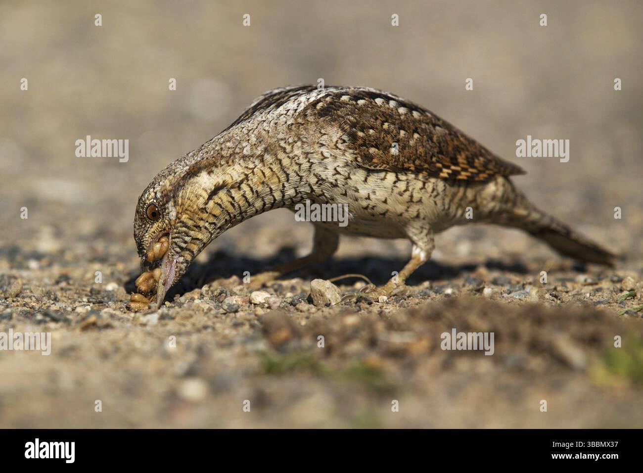 Eurasian Wryneck (Jynx torquilla) foraging, Saxony, Germany, Europe Stock Photo