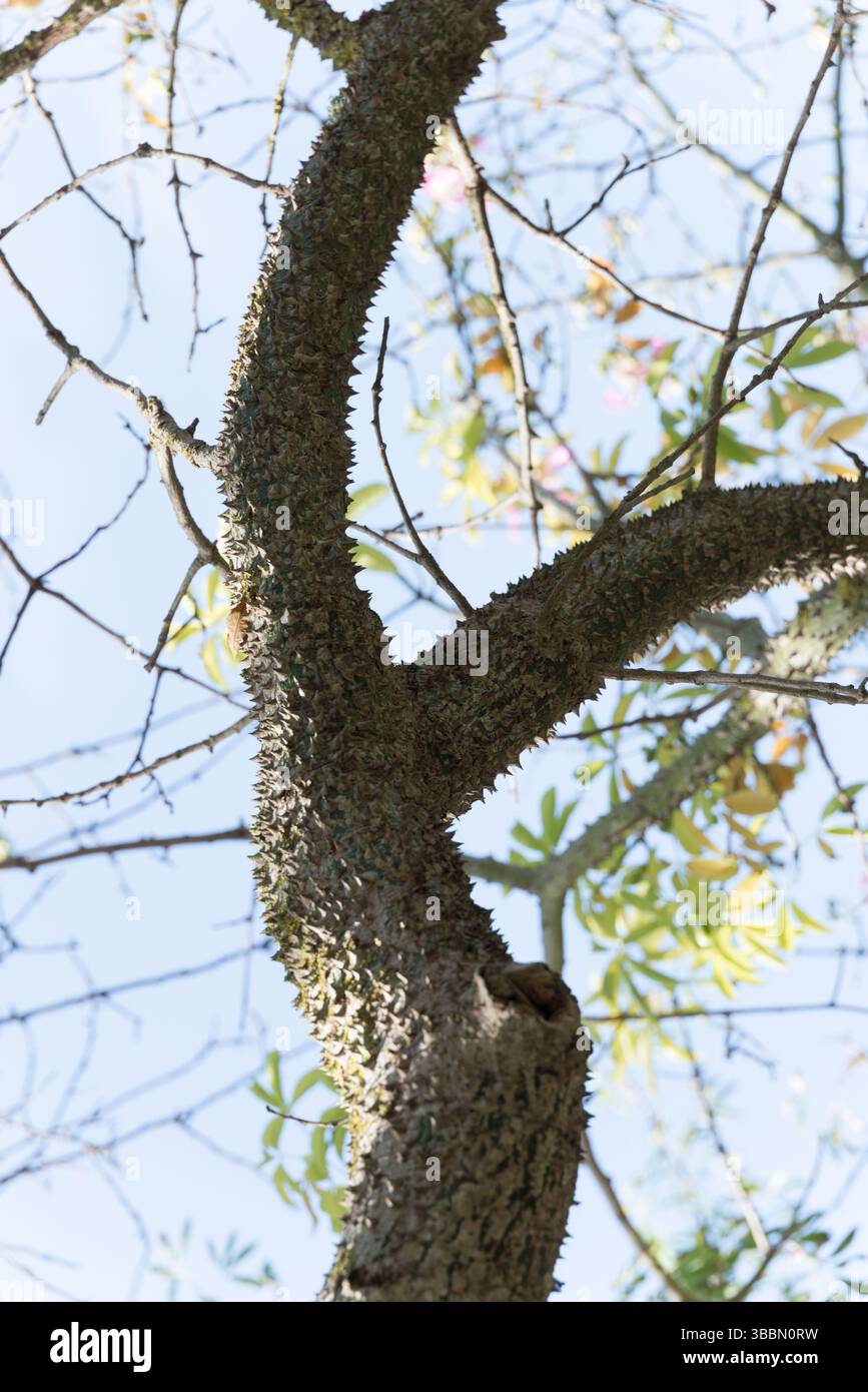 Native Trunk Ceiba speciosa, the silk floss tree, formerly Chorisia speciosa ...