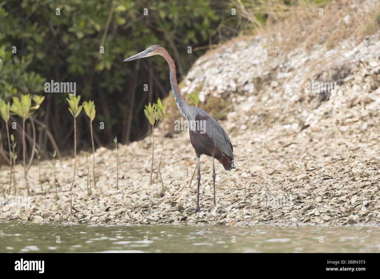 Goliath Heron Ardea Goliath Gambia Africa Stock Photo Alamy goliath-heron-ardea-goliath-gambia-africa-stock-photo-alamy
