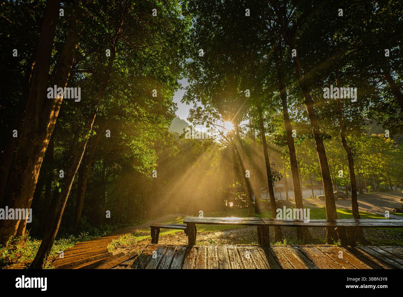 Golden sunlight streams through a dense forest canopy, casting dramatic ...