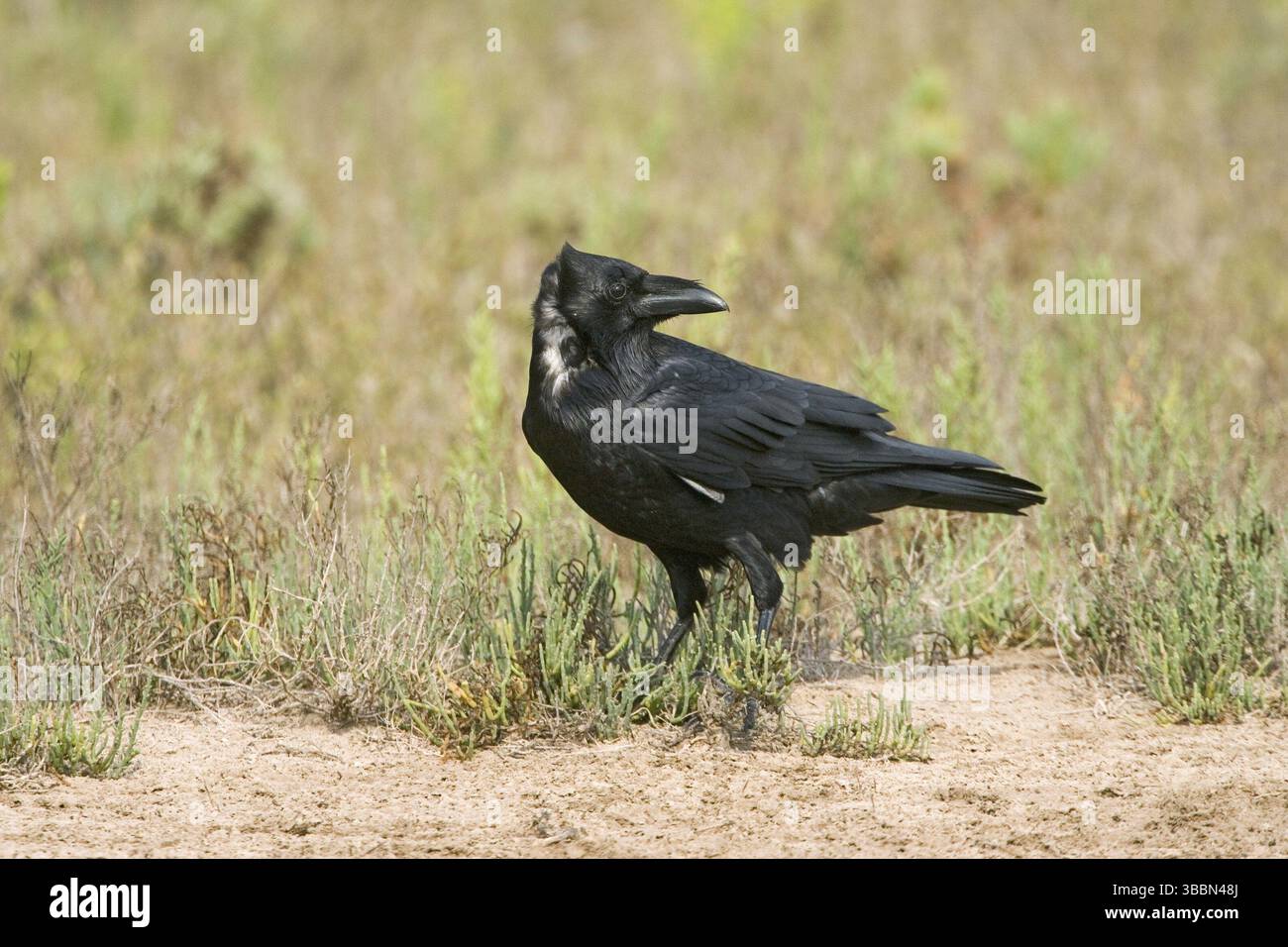 Chihuahuan raven hi-res stock photography and images - Alamy