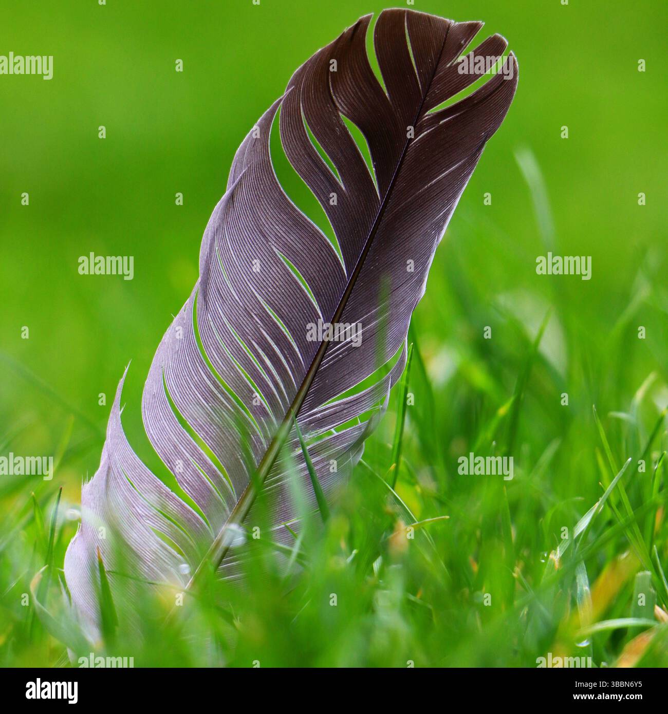 Stunning close up of a feather in the tall grass with a vibrant natural background. Stock Photo