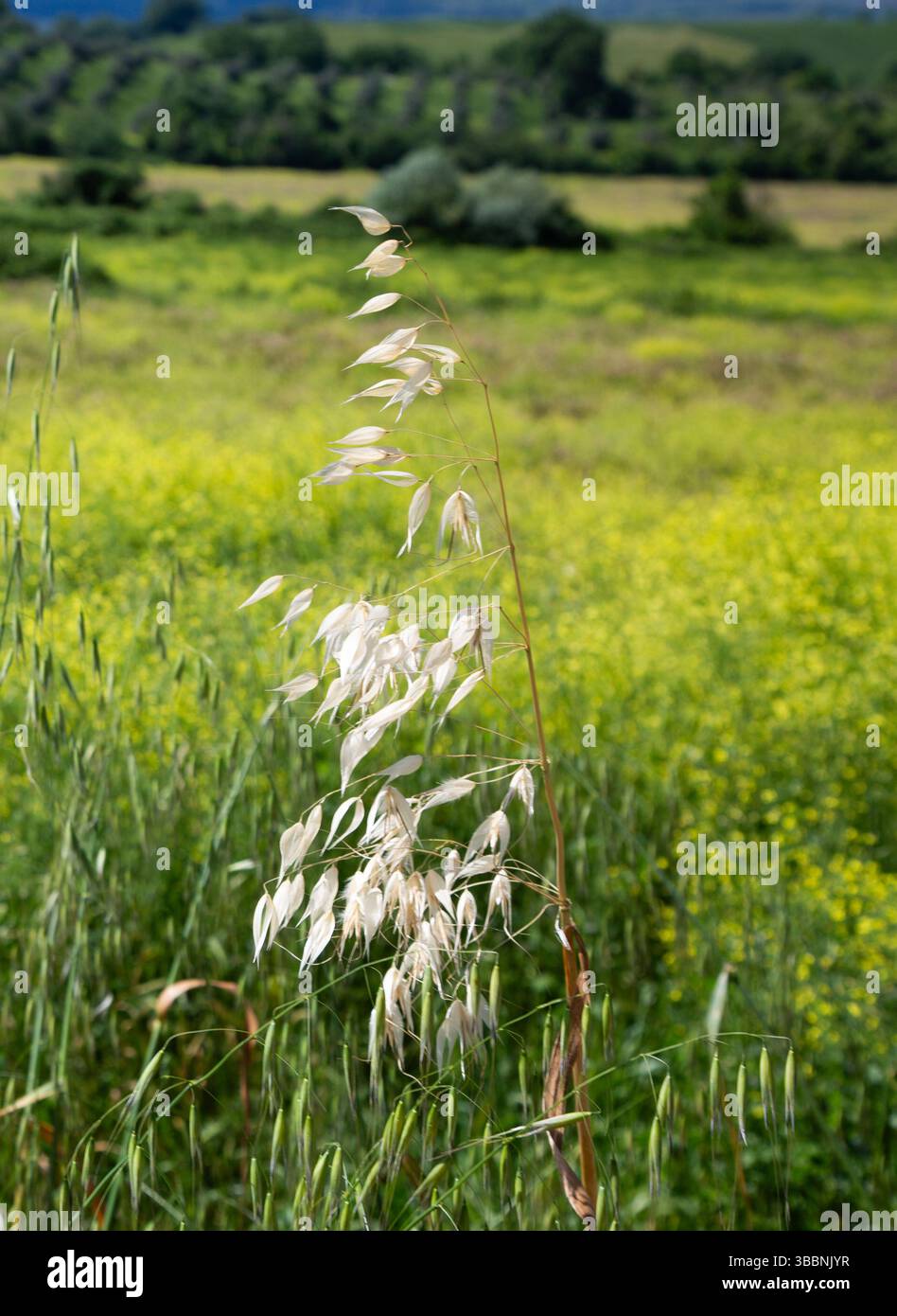 Leaves swaying gently in breeze hi-res stock photography and images - Alamy
