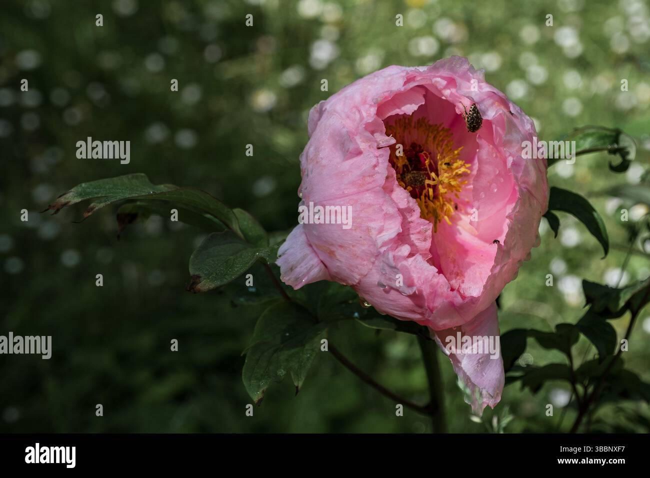 Pink peony flower with droplets and insect Stock Photo - Alamy