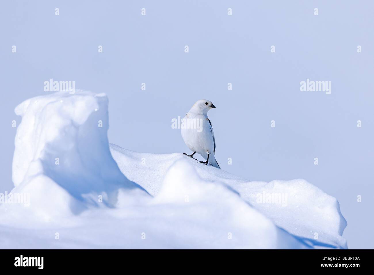 Snow bunting (Plectrophenax nivalis insulae / Emberiza nivalis) male in breeding plumage foraging on the tundra in spring, Svalbard / Spitsbergen Stock Photo