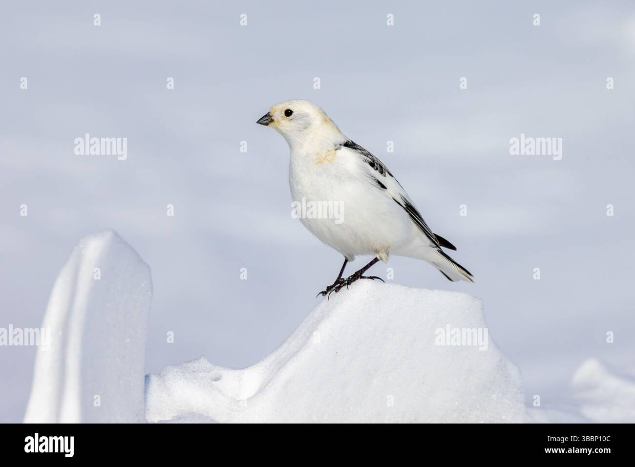 Snow bunting (Plectrophenax nivalis insulae / Emberiza nivalis) male in breeding plumage foraging on the tundra in spring, Svalbard / Spitsbergen Stock Photo
