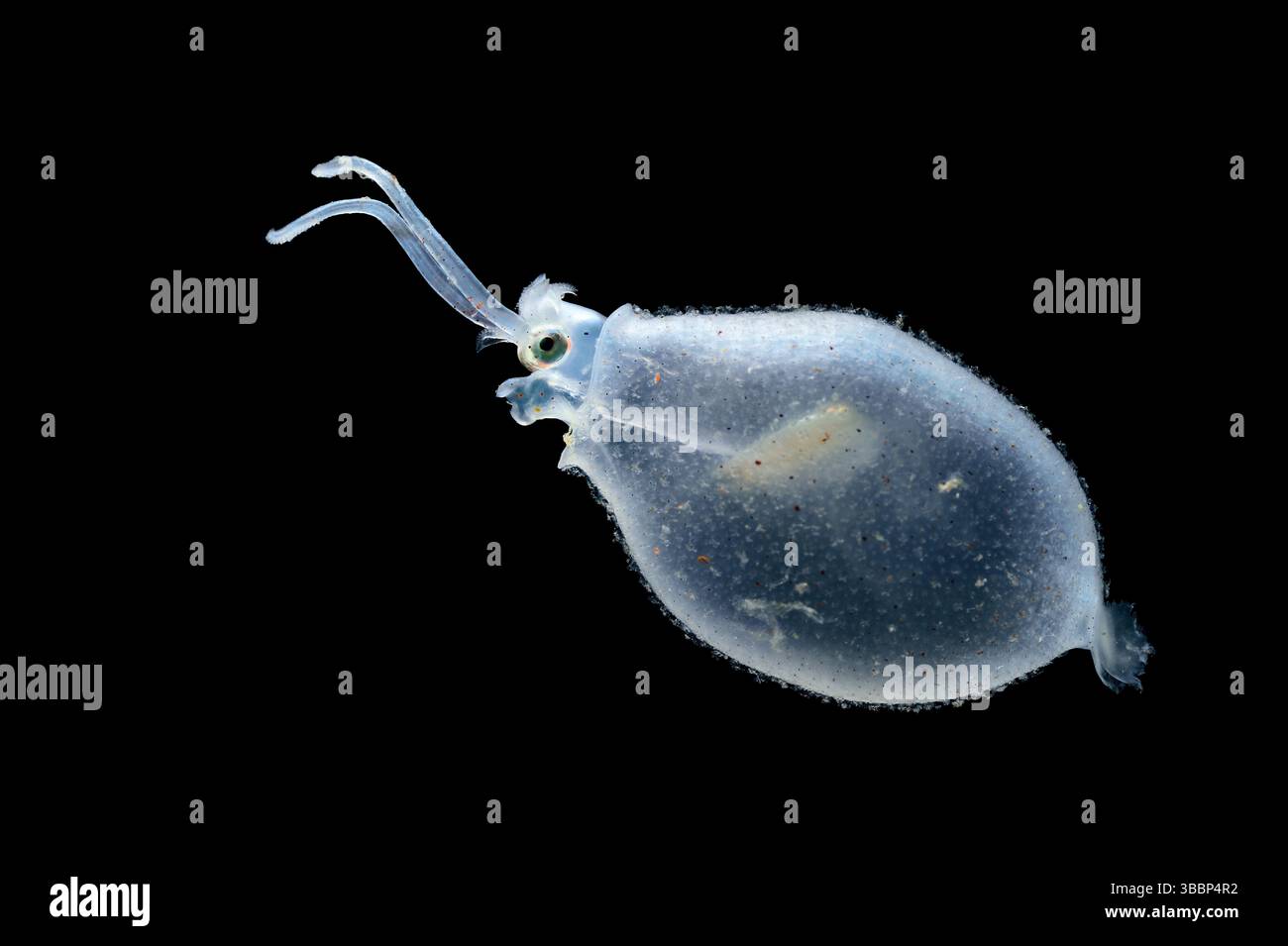 [captive] Rough glass squid (Cranchia scabra), a small deep-sea cephalopod reaching about 15 cm in length, lives in the upper pelagic zones of tropica Stock Photo