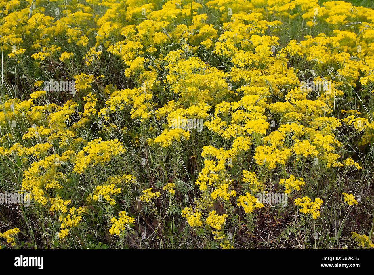 Yellow alyssum hi-res stock photography and images - Alamy