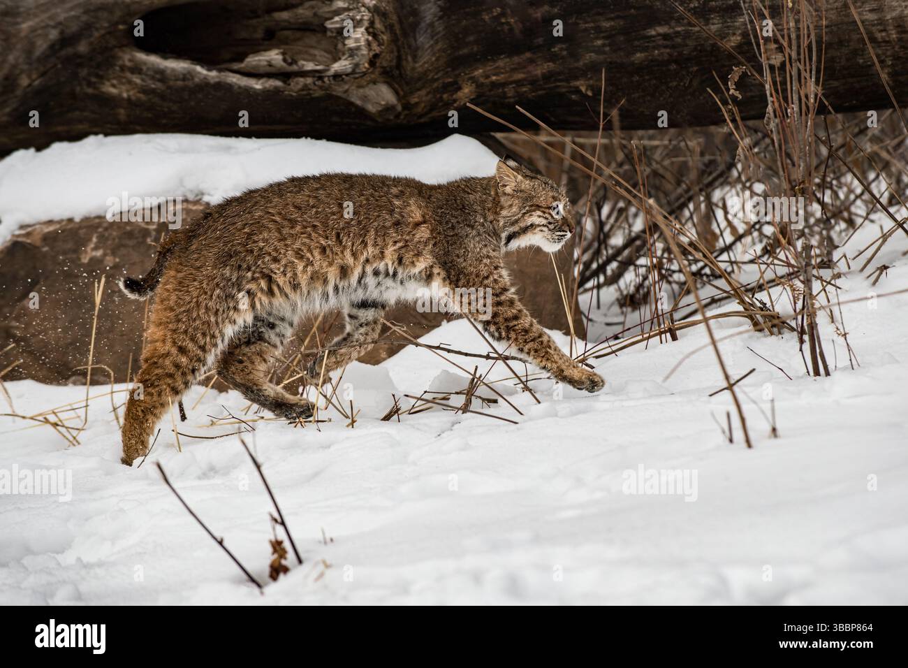 Bobcat (Lynx rufus) Runs Right Along Underside of Log Winter - captive ...
