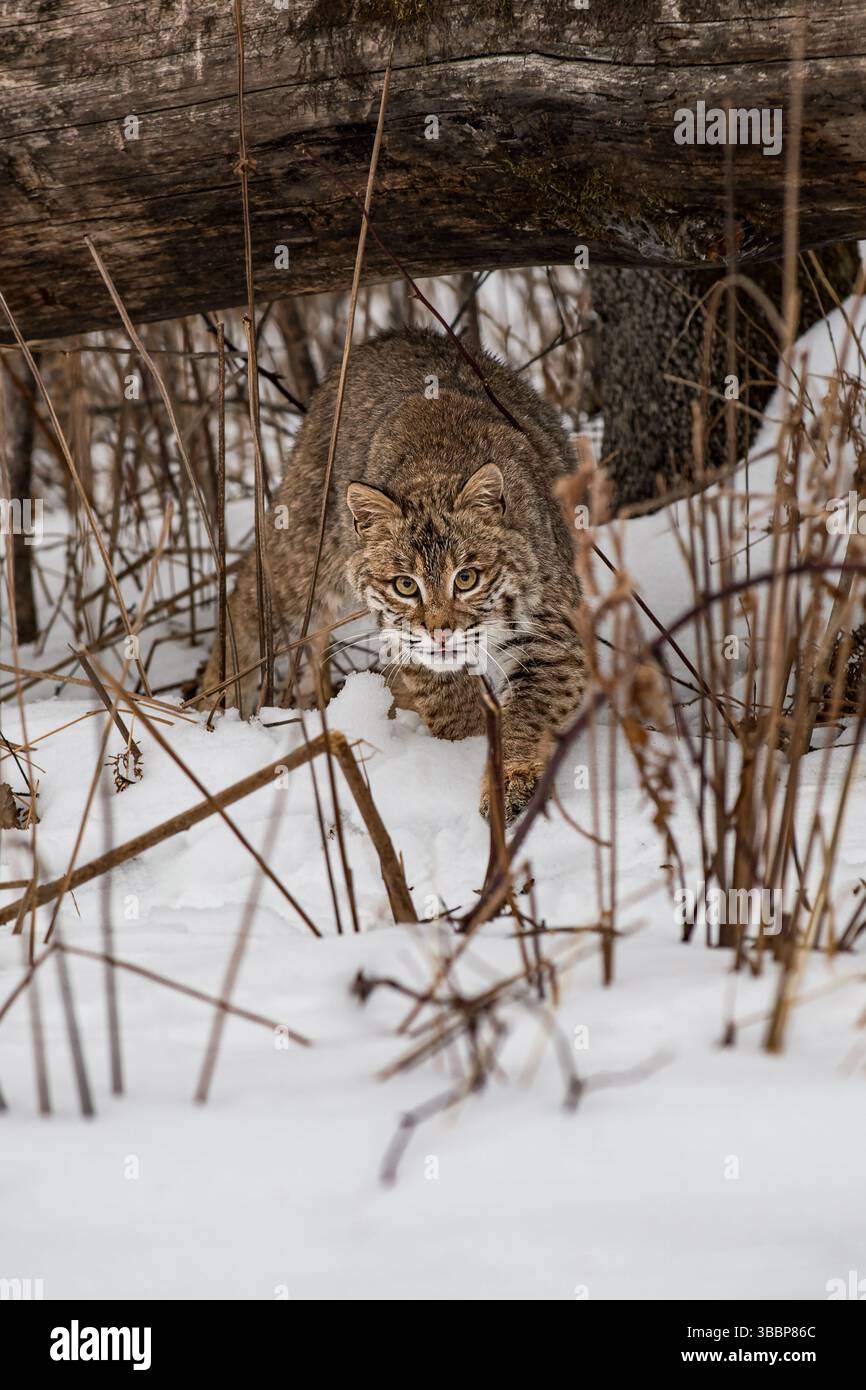 Bobcat (Lynx rufus) Creeps Out From Under Log Winter - captive animal ...
