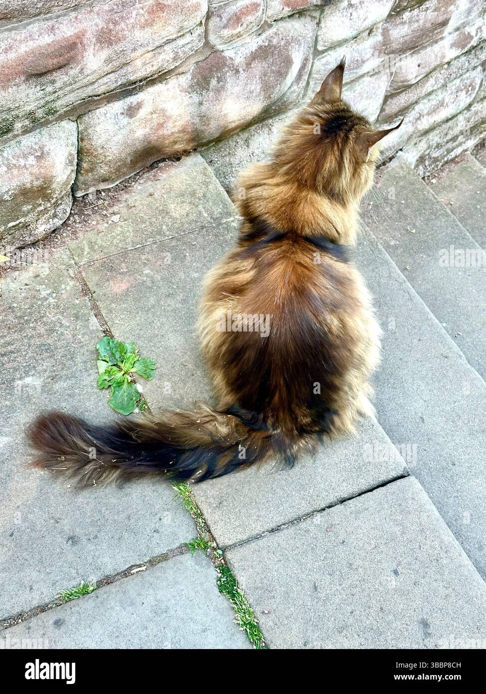Long-haired cat seen from behind on steps near Grosvenor Park, Chester, looking towards a traditional red brick wall on a sunny day. - Smartphone Captured Stock Image