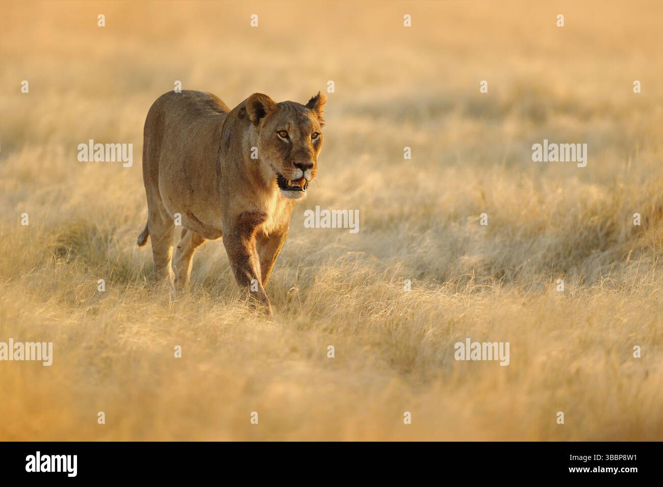 Big angry female lion in Etosha NP, Namibia. African lion walking in the grass, with beautiful evening light. Wildlife scene from nature. Animal in th Stock Photo