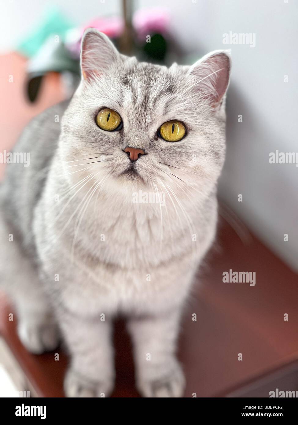 Adorable Silver Tabby Cat with Golden Eyes Posing Elegantly, a ...