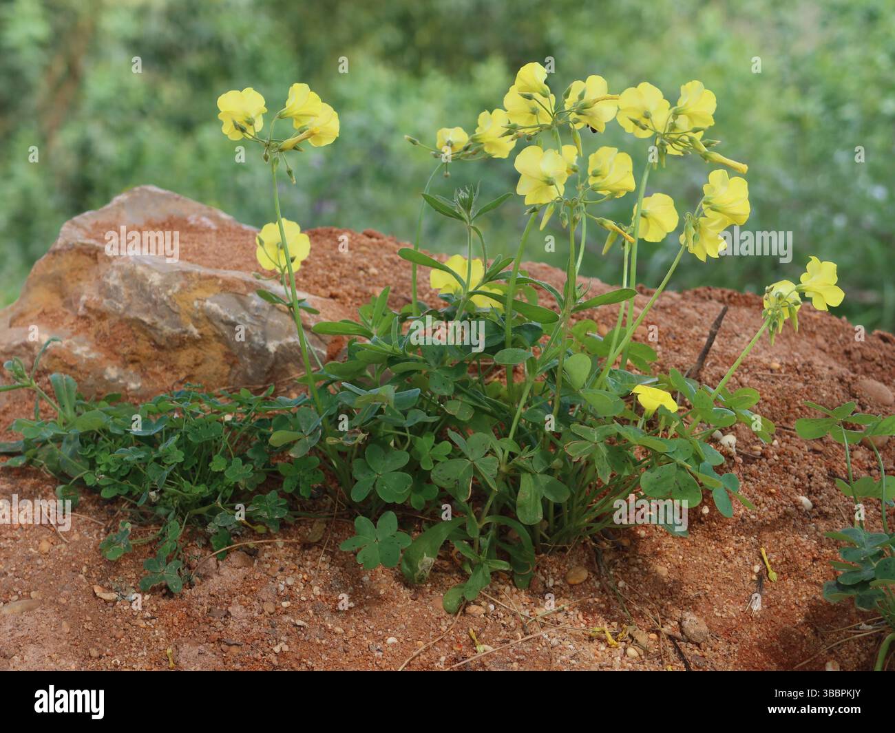 Clump of Bermuda Buttercup or Oxalis with its bright yellow flowers ...