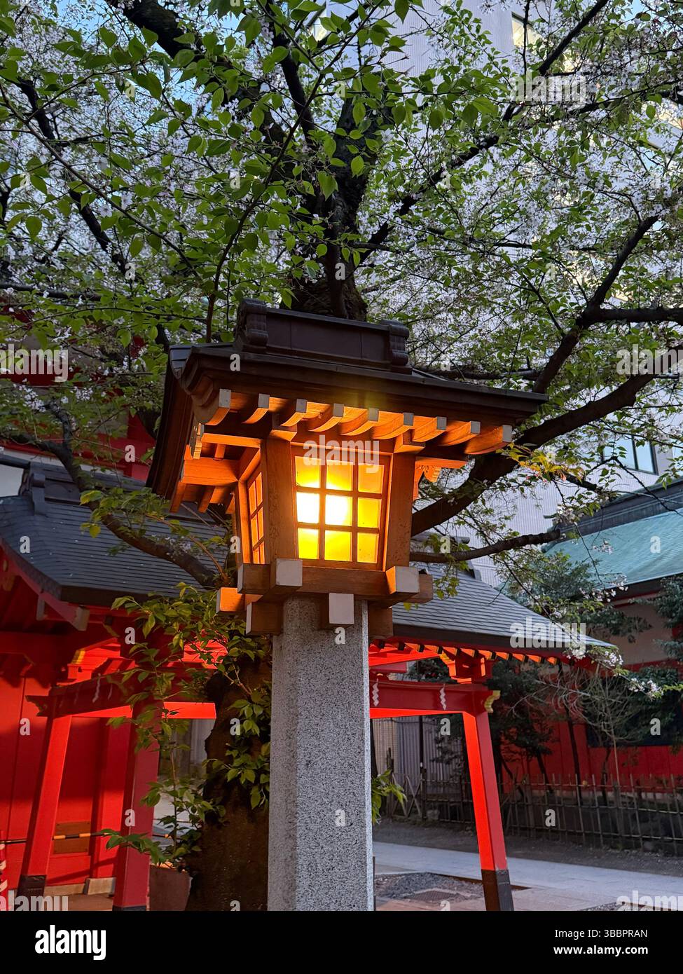 A glowing lantern stands quietly among spring blossoms at a Japanese shrine, capturing the peaceful beauty of twilight tradition - Smartphone Captured Stock Image