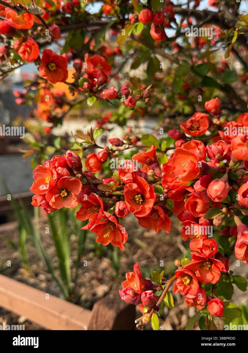 Bright red blossoms in full bloom, captured in golden afternoon light—celebrating spring’s vibrant renewal and delicate beauty. - Smartphone Captured Stock Image