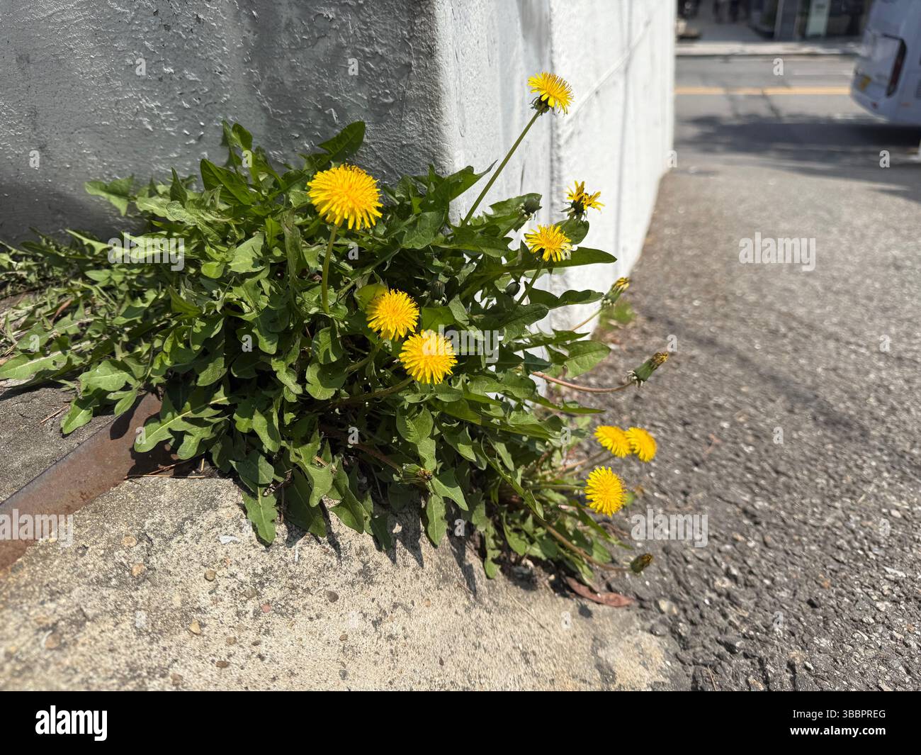 Bright dandelions bloom through concrete, a symbol of resilience and nature’s quiet strength in unexpected places - Smartphone Captured Stock Image