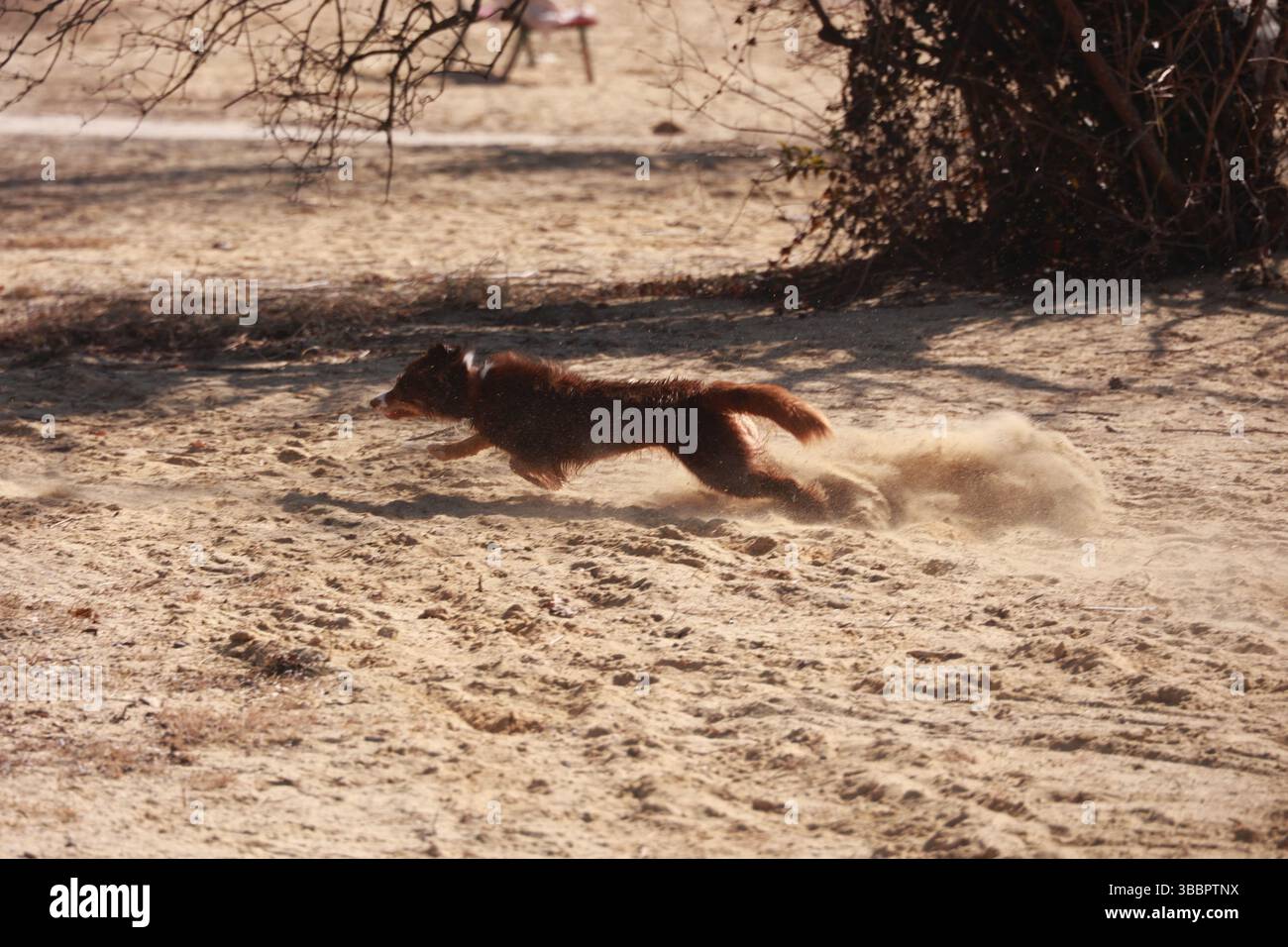 A dog is running through the sand Stock Photo