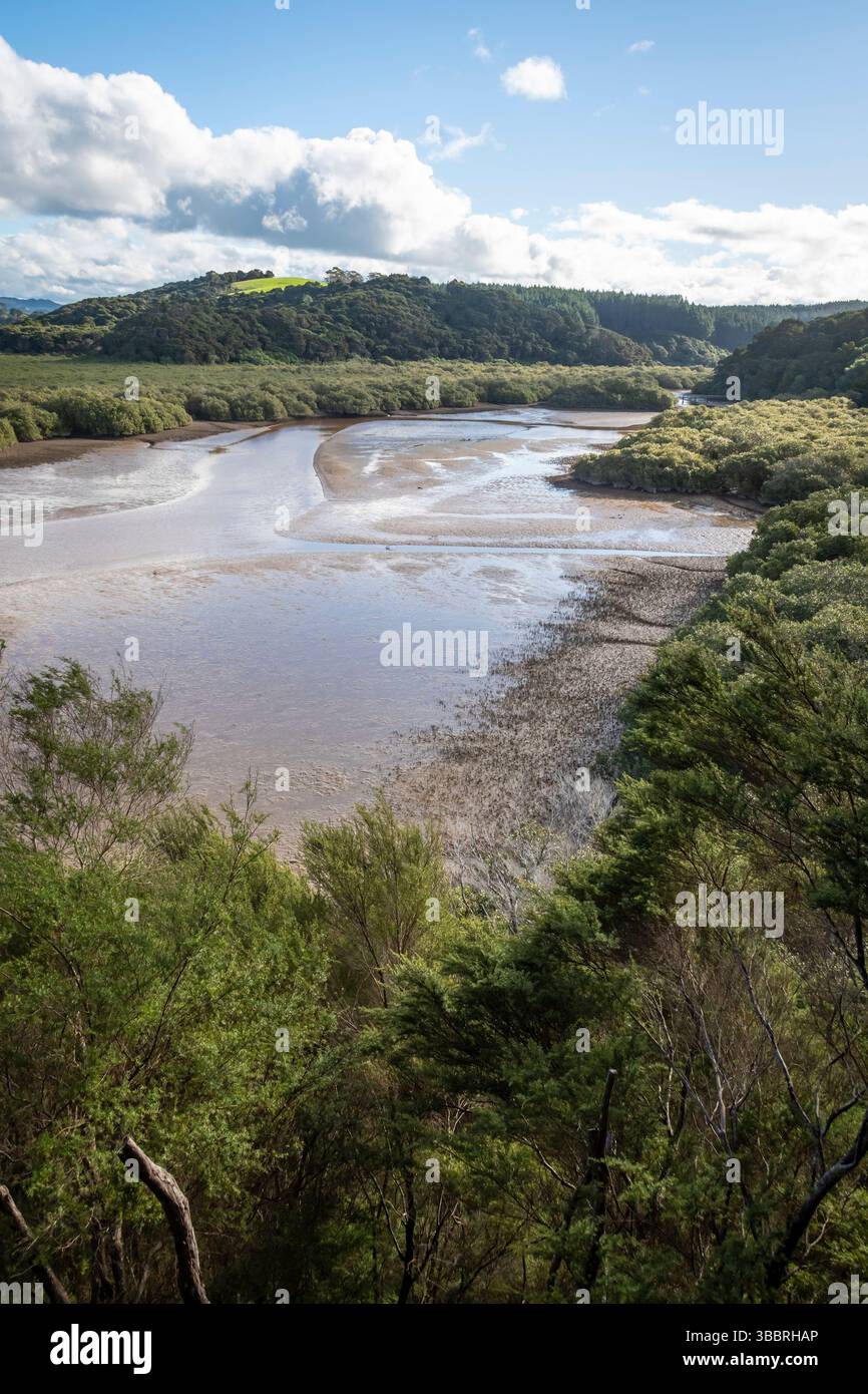 Mangrove forest along tidal inlet, near Waitangi, Bay of Islands, North ...