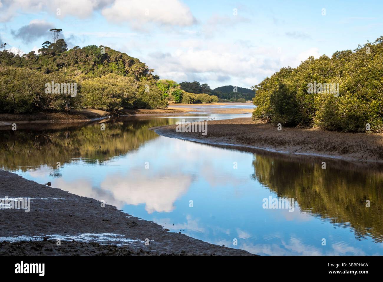 Mangrove forest along tidal inlet, near Waitangi, Bay of Islands, North ...