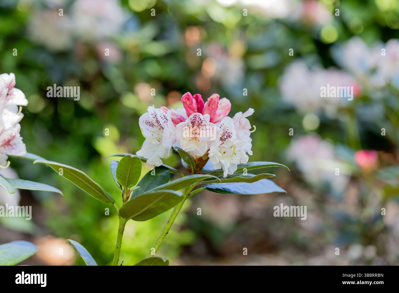 Rhododendron close up flower hi-res stock photography and images - Alamy