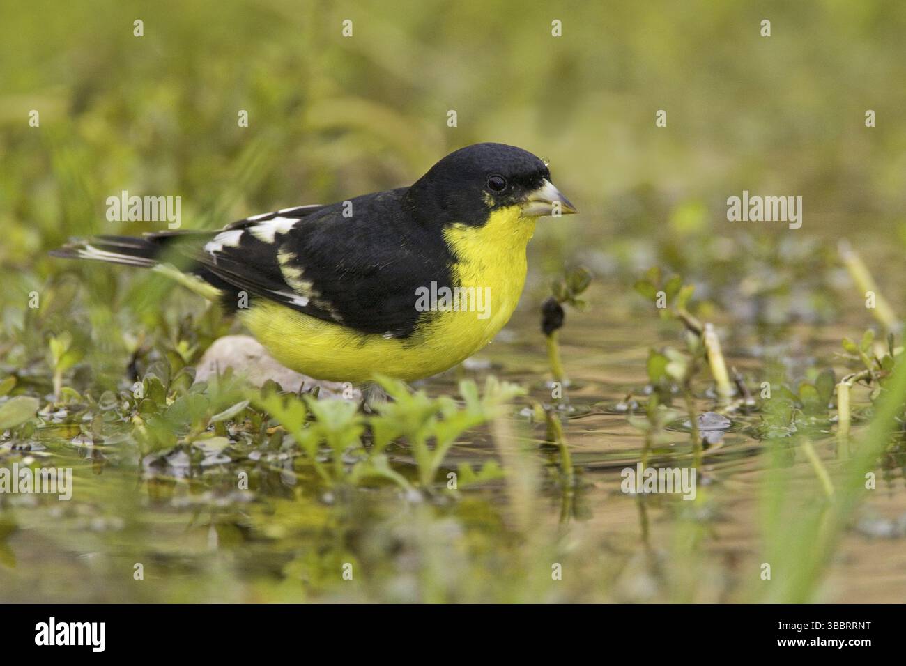 Lesser Goldfinch (Spinus psaltria) male, Texas, USA, North America ...